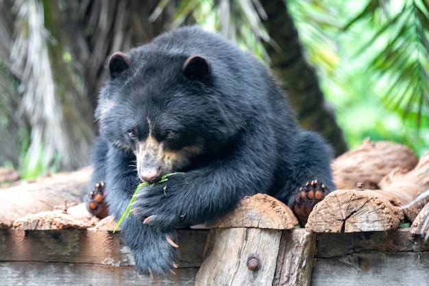 Ours à lunettes Tremarctos ornatus en mise au point sélective et flou de profondeur