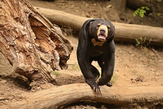 Ours malais marchant dans la jungle