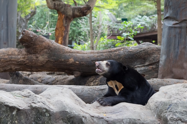 Ours de miel dans un zoo