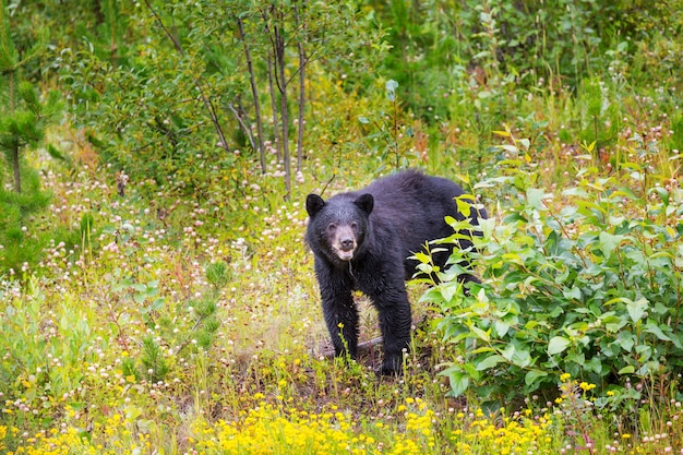 Ours noir dans la forêt, Canada, saison estivale