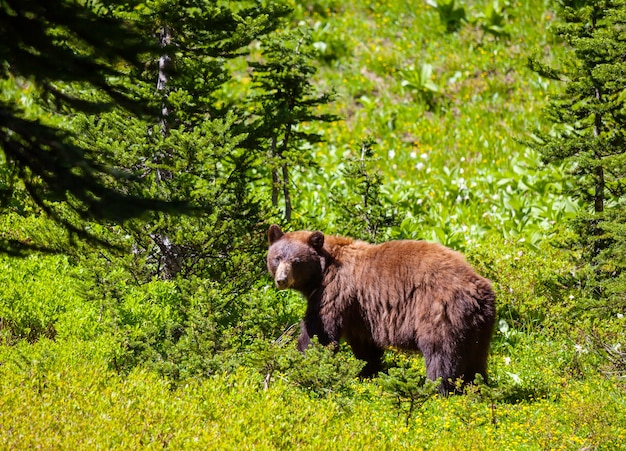 Ours noir dans la forêt, Canada, saison estivale