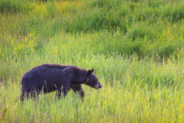 Ours noir dans la forêt, Canada, saison estivale