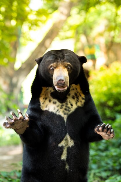 Ours noir debout et choqué Fond vert naturel