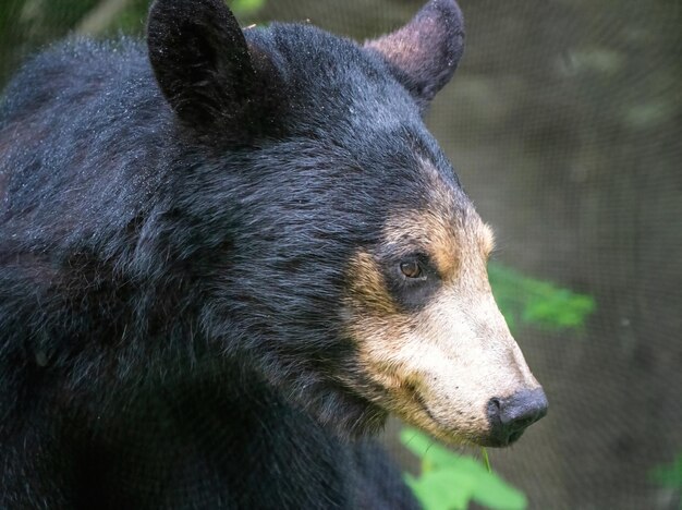 Ours noir du nord du Canada