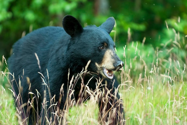 Un ours noir isolé sur fond vert en Alaska