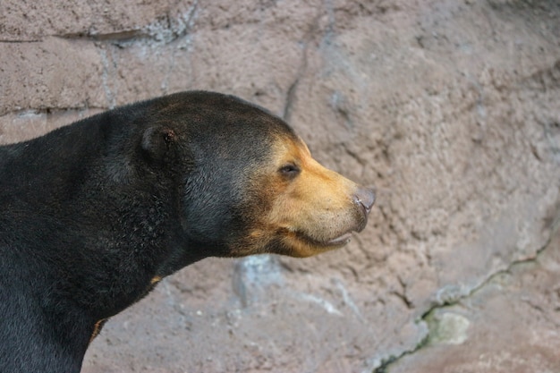 Un ours noir malaisien ou un ourson noir sur une falaise rocheuse.