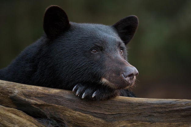 L'ours noir regarde au loin