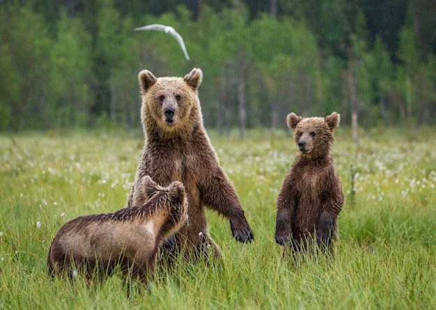 Ours avec oursons dans une clairière de la forêt