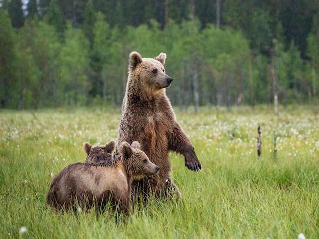 Ours avec oursons dans une clairière de la forêt