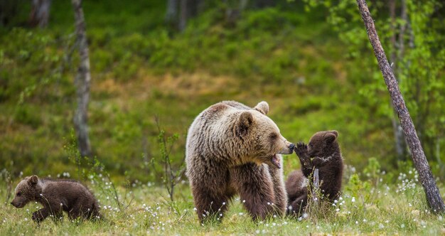 Ours avec oursons dans la forêt