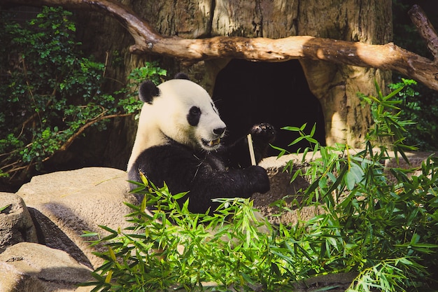 Ours panda assis et mangeant du bambou dans un zoo