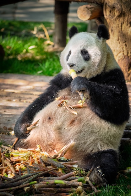 Ours panda géant en Chine