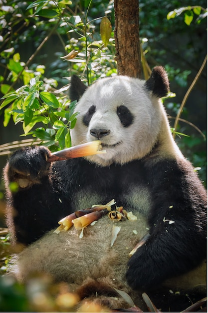 Ours panda géant en Chine