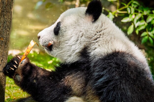 Ours panda géant en Chine