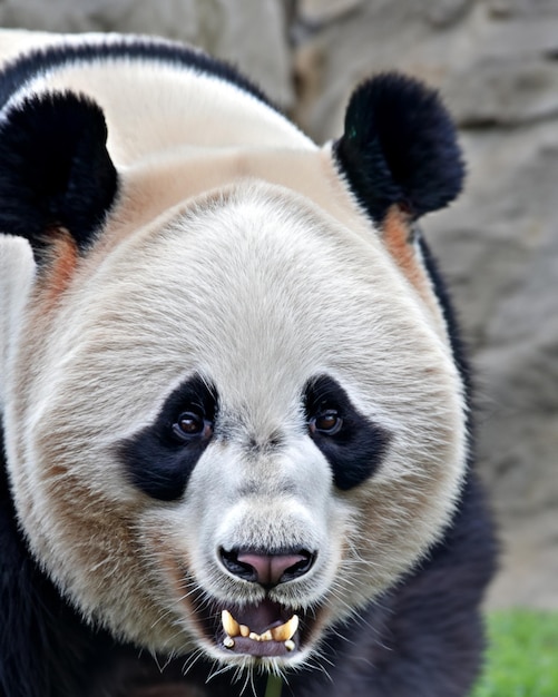 Photo ours panda géant mangeant du bambou dans la forêt