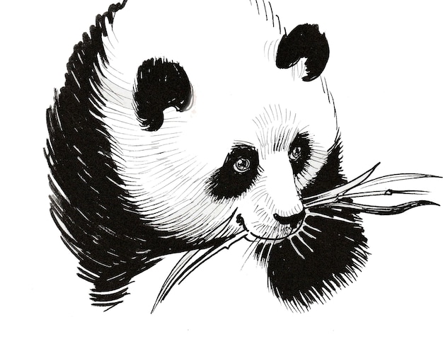 Ours panda mangeant un bambou. Dessin noir et blanc à l'encre