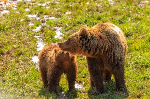 Ours de Parc Naturel de Cabarceno Espagne