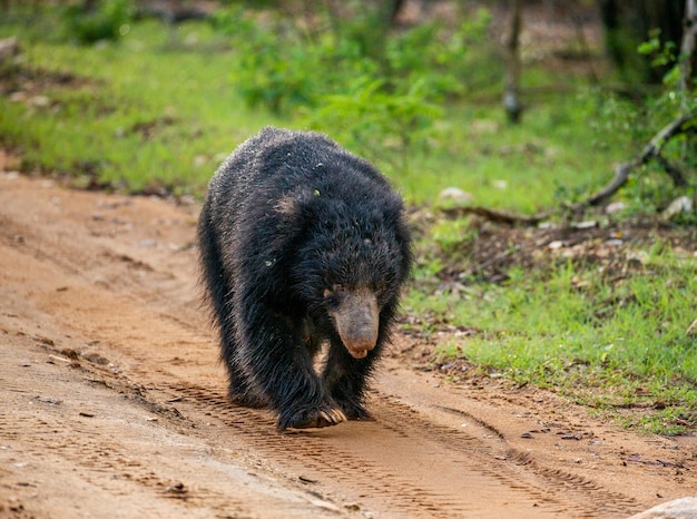 L'ours paresseux sri-lankais Melursus ursinus inornatus marche le long de la route dans le parc national de Yala au Sri Lanka