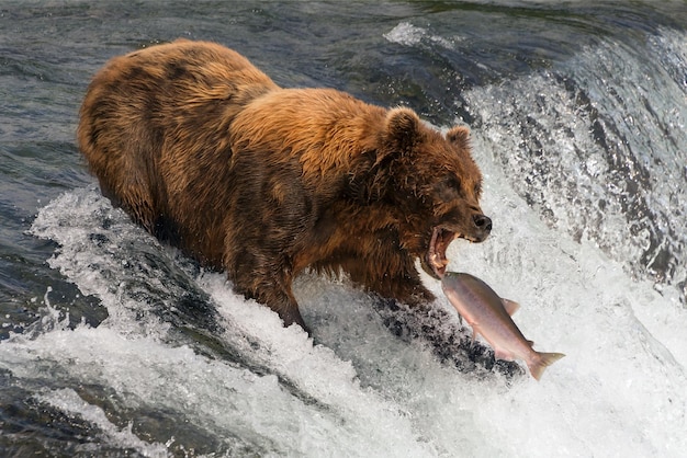 Un ours sur le point d'attraper du saumon dans sa bouche.
