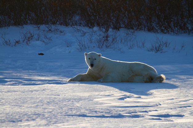 Un ours polaire allongé dans la neige et regardant la caméra avec des saules en arrière-plan