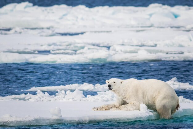 L'ours polaire au milieu de la mer sur la glace