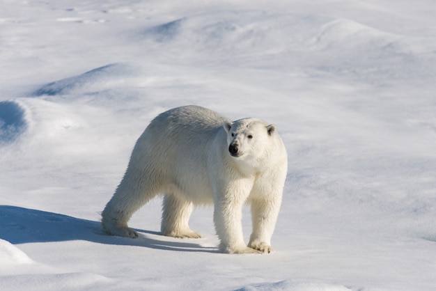 Ours polaire sur la banquise