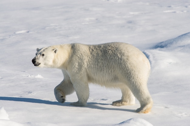 Ours polaire sur la banquise