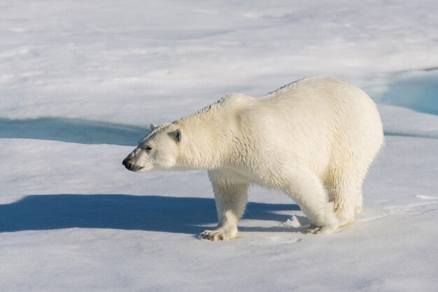 Photo ours polaire sur la banquise