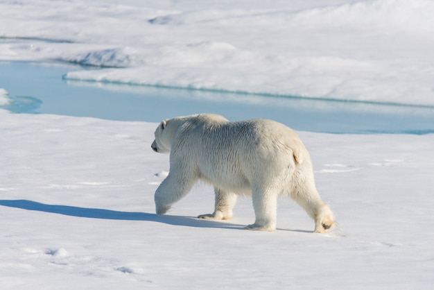 Photo ours polaire sur la banquise