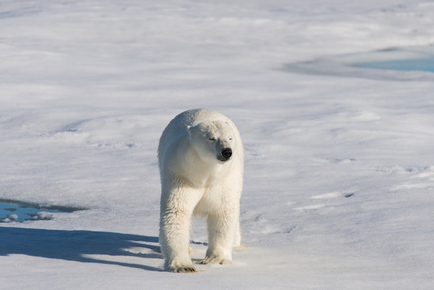 Ours polaire sur la banquise