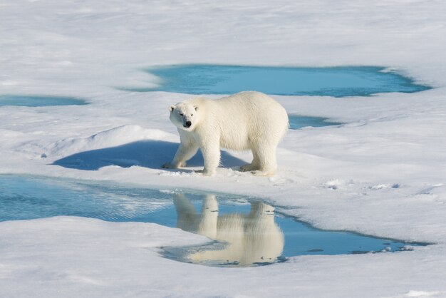 Ours polaire sur la banquise