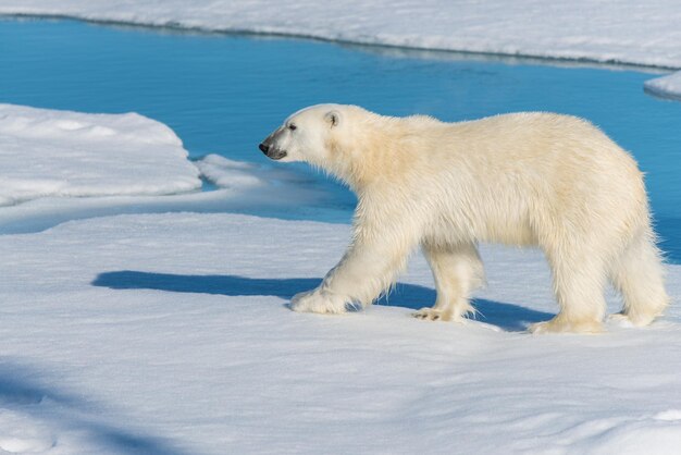 L'ours polaire sur la banquise