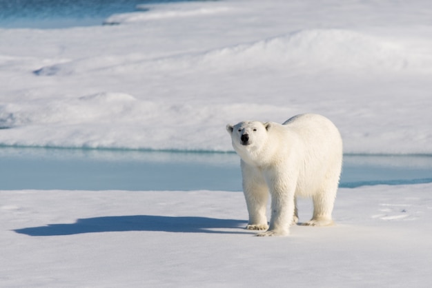 Ours polaire sur la banquise