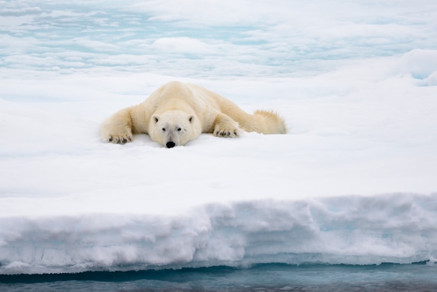 Ours polaire couché sur la glace avec de la neige dans l'Arctique