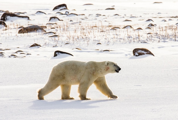 Ours polaire dans la toundra. Neige. Canada.