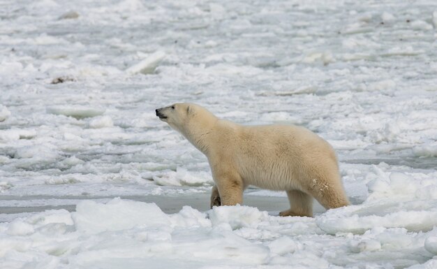 Ours polaire dans la toundra. Neige. Canada.