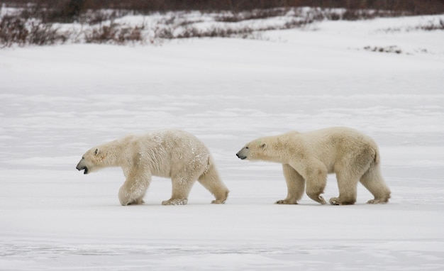 Ours polaire dans la toundra. Neige. Canada.