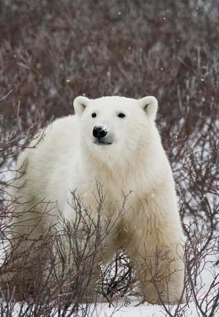 Ours polaire dans la toundra. Neige. Canada.