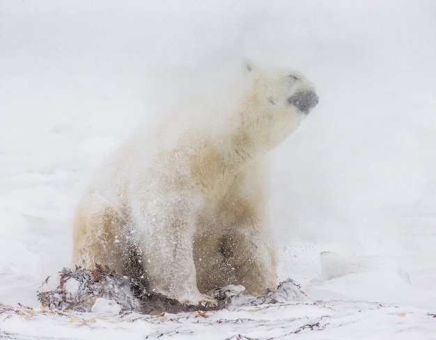 L'ours polaire est assis dans la neige dans la toundra. Canada. Parc national de Churchill.