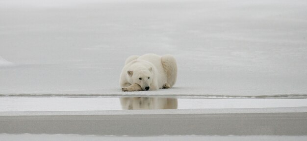 Photo l'ours polaire est couché dans la neige dans la toundra. canada. parc national de churchill.