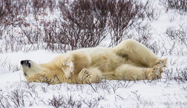 L'ours polaire est couché dans la neige dans la toundra. Canada. Parc national de Churchill.