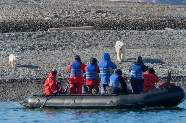 Ours polaire femelle avec un ourson sur une plage marchant vers un Zodiac avec des passagers