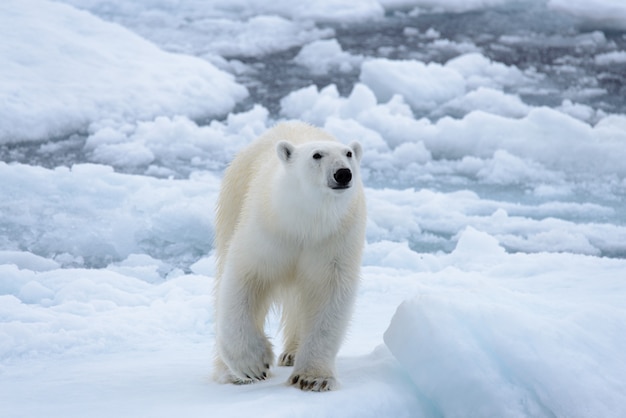 Ours polaire sur la glace