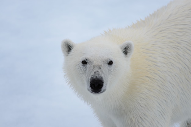 Ours polaire sur la glace