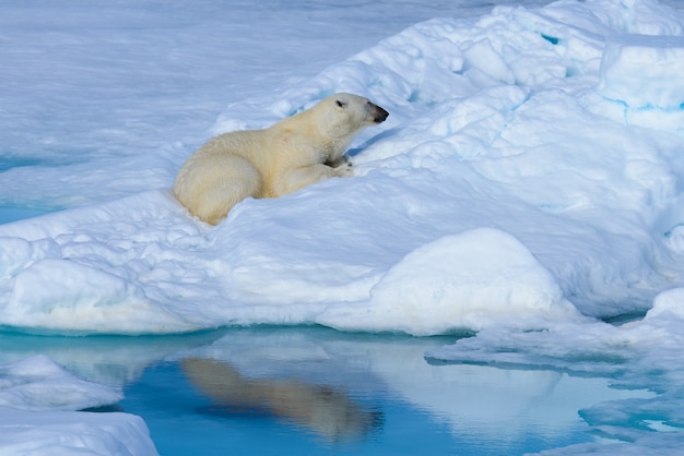 Ours polaire sur la glace