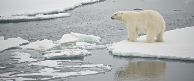 Photo l'ours polaire sur un lac gelé