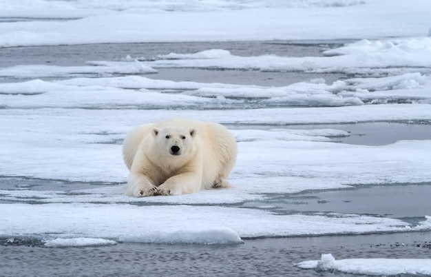 L'ours polaire sur la mer gelée