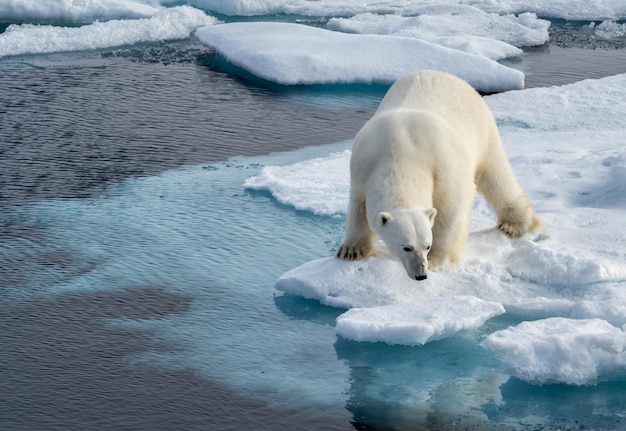Un ours polaire sur une mer gelée.