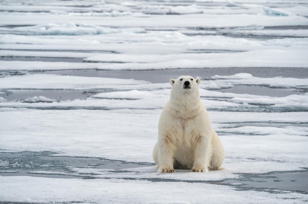 L'ours polaire sur la mer gelée