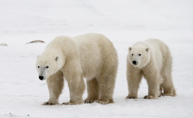 Ours polaire avec un ourson dans la toundra. Canada.